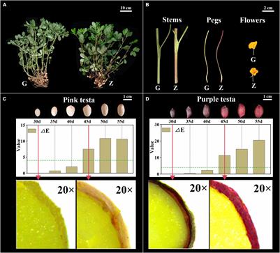 Multi-Omics and miRNA Interaction Joint Analysis Highlight New Insights Into Anthocyanin Biosynthesis in Peanuts (Arachis hypogaea L.)